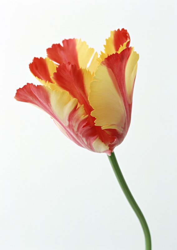 Red and Yellow Tulip — Serene, Photograph, Flower, Stem