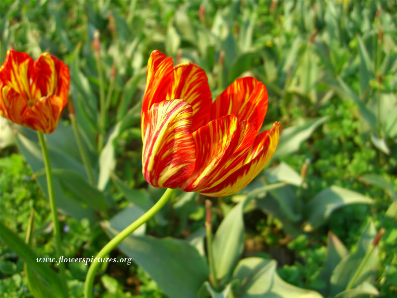 Red and Yellow Tulip — Serene