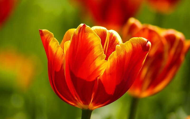 Red and Yellow Tulip — Vibrant, Afternoon