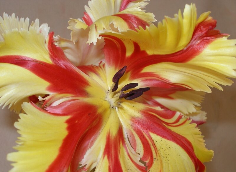 Red and Yellow Tulip — Vibrant, Photograph