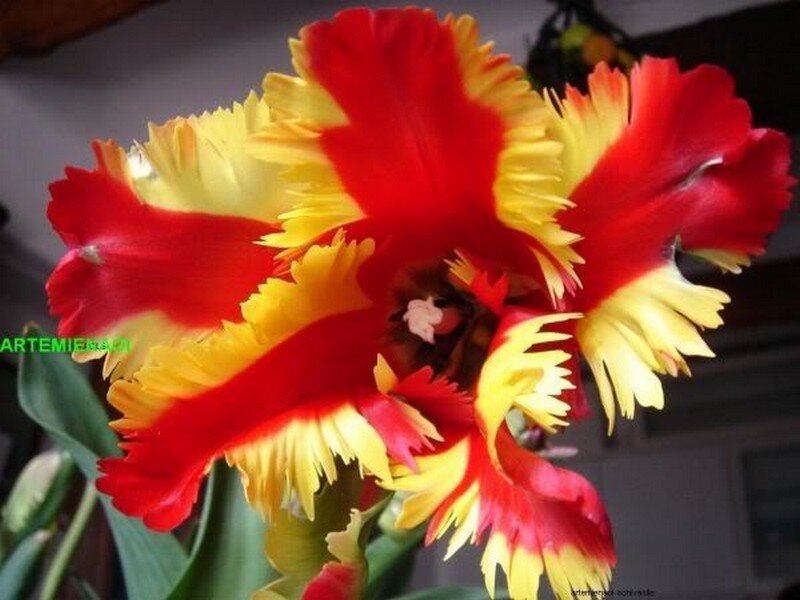 Red and Yellow Tulip — Vibrant