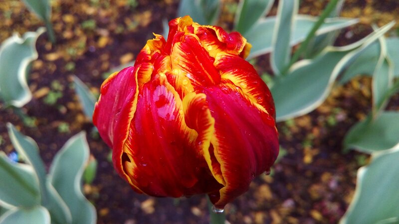 Red and yellow tulip with water droplets