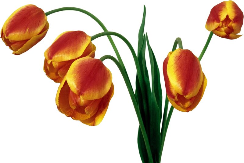 Red and yellow tulips