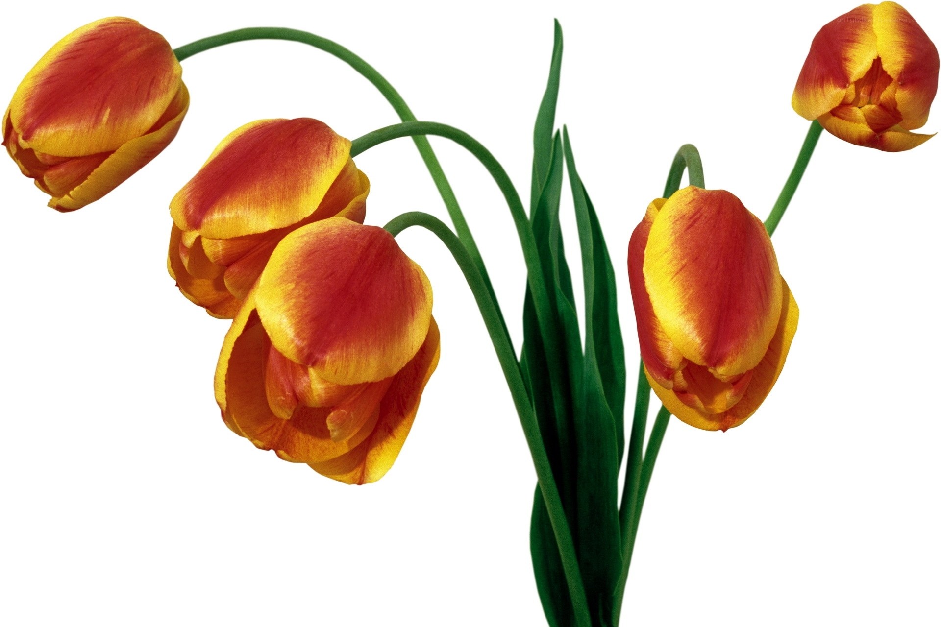 Red and yellow tulips