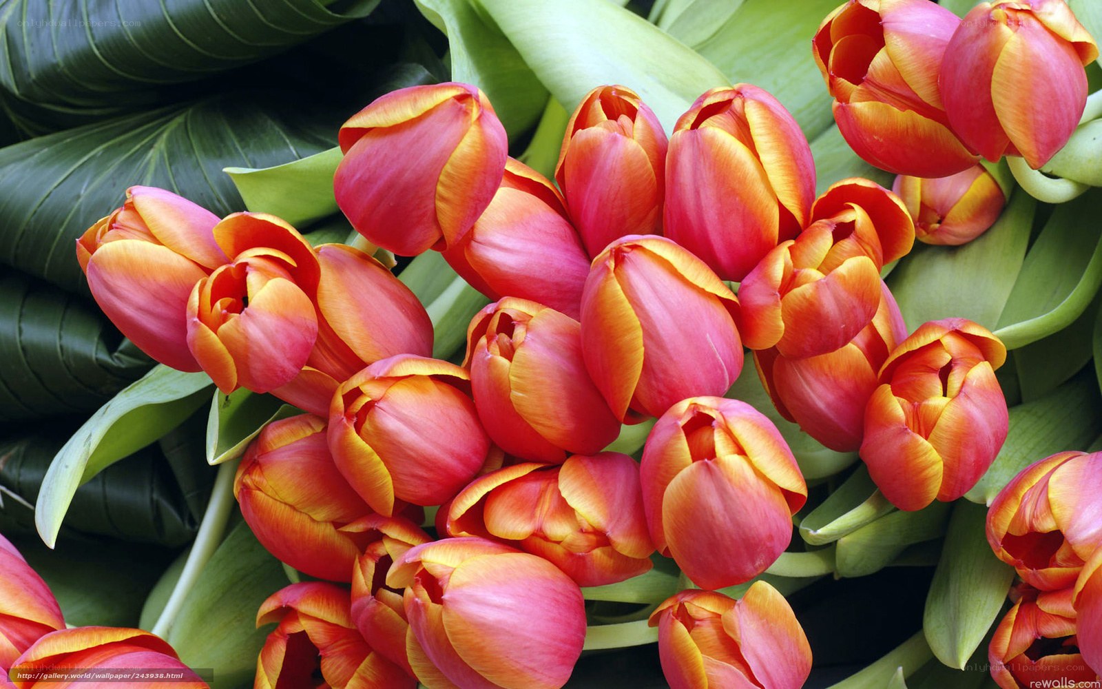 Red and yellow tulips