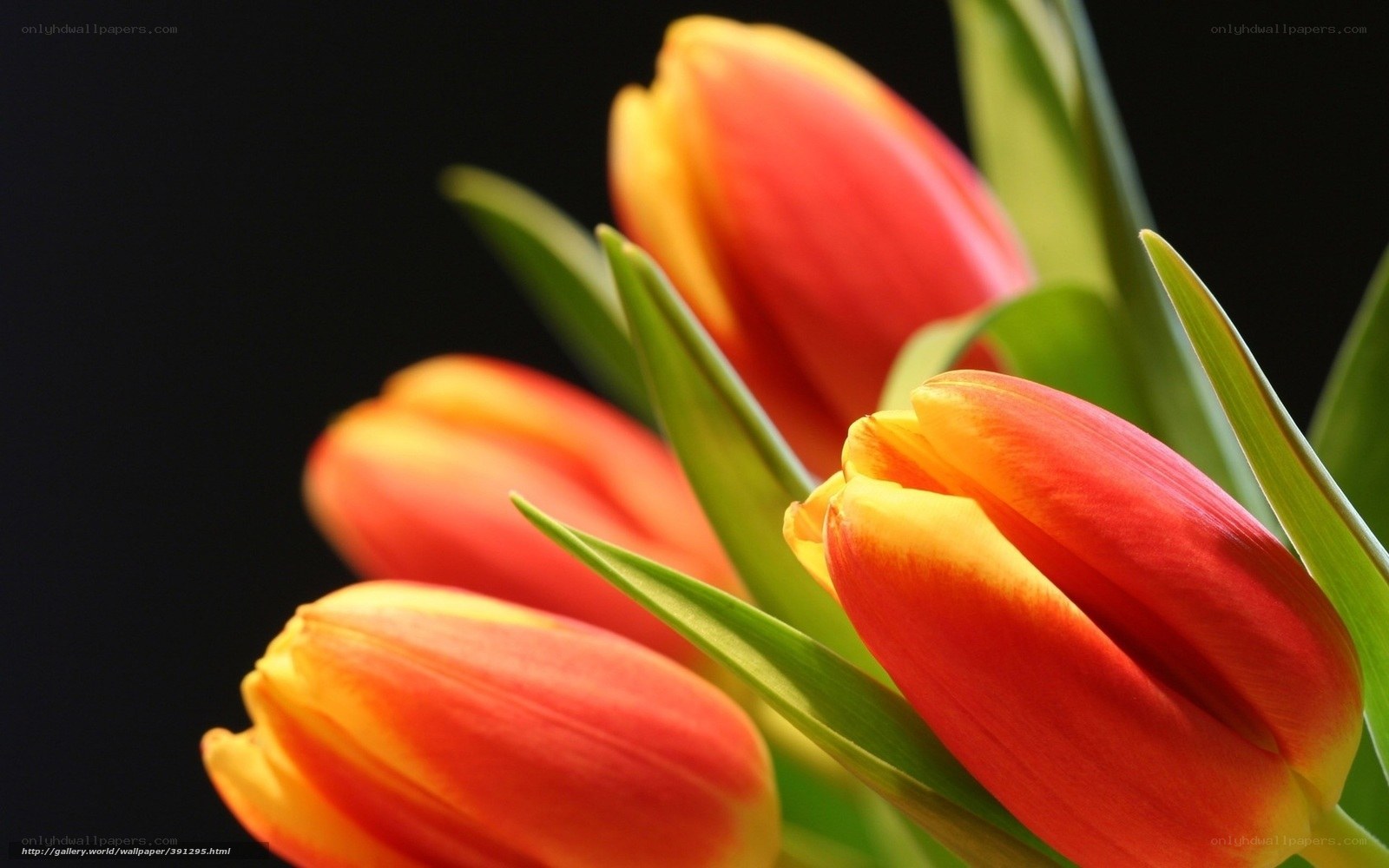 Red and yellow tulips