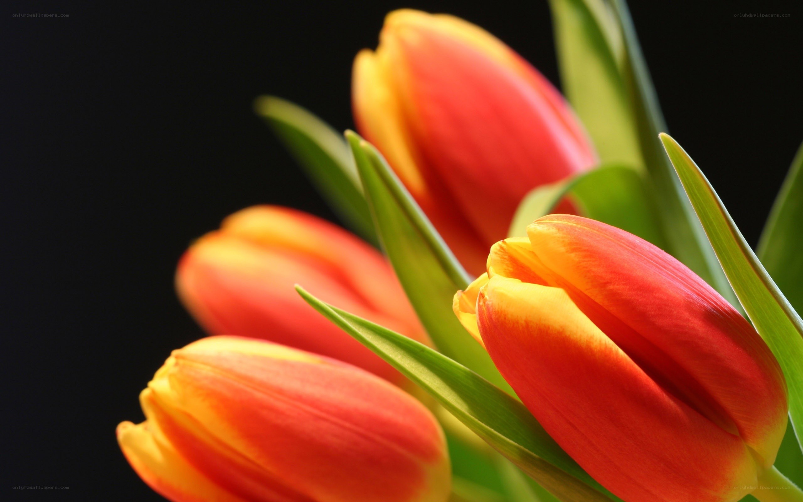 Red and yellow tulips