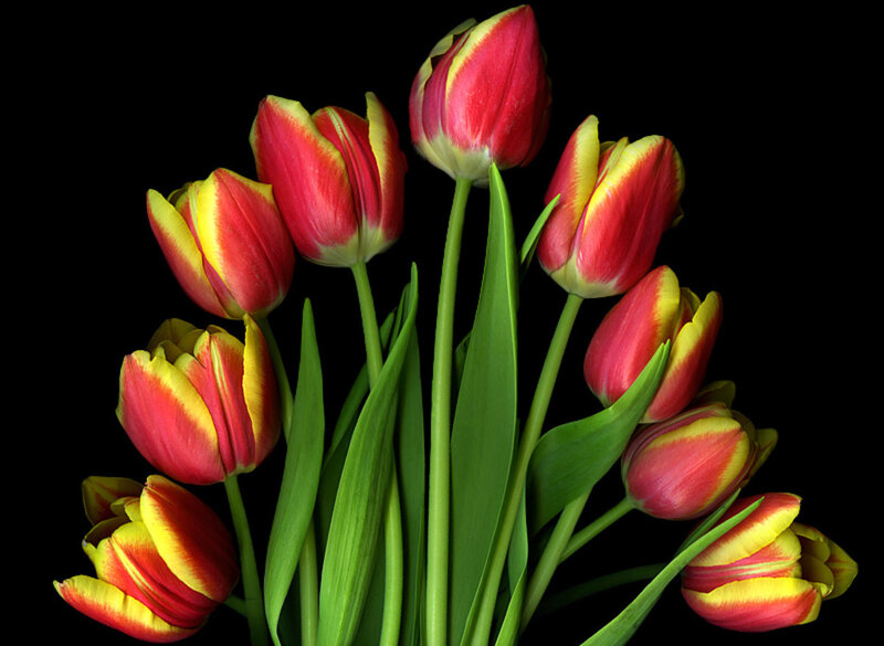 Red and yellow tulips