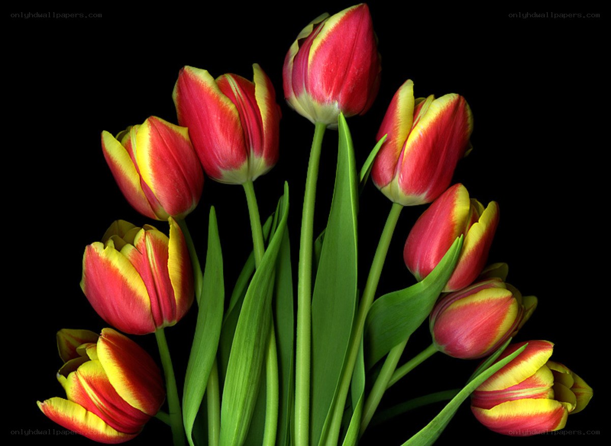 Red and yellow tulips