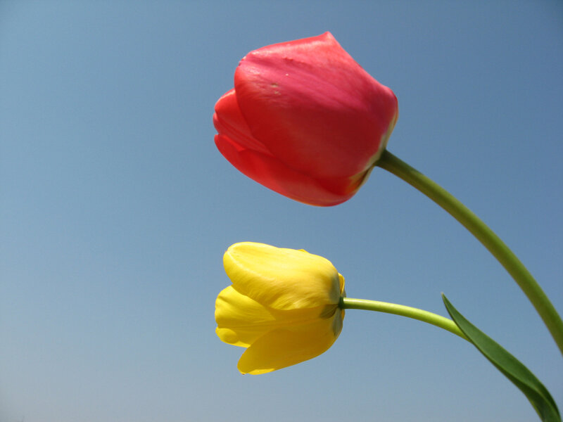 Red and yellow tulips against blue sky