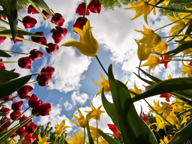 Red and yellow tulips against blue sky