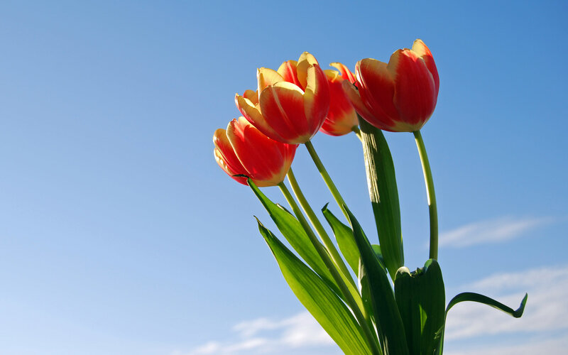 Red and yellow tulips against blue sky