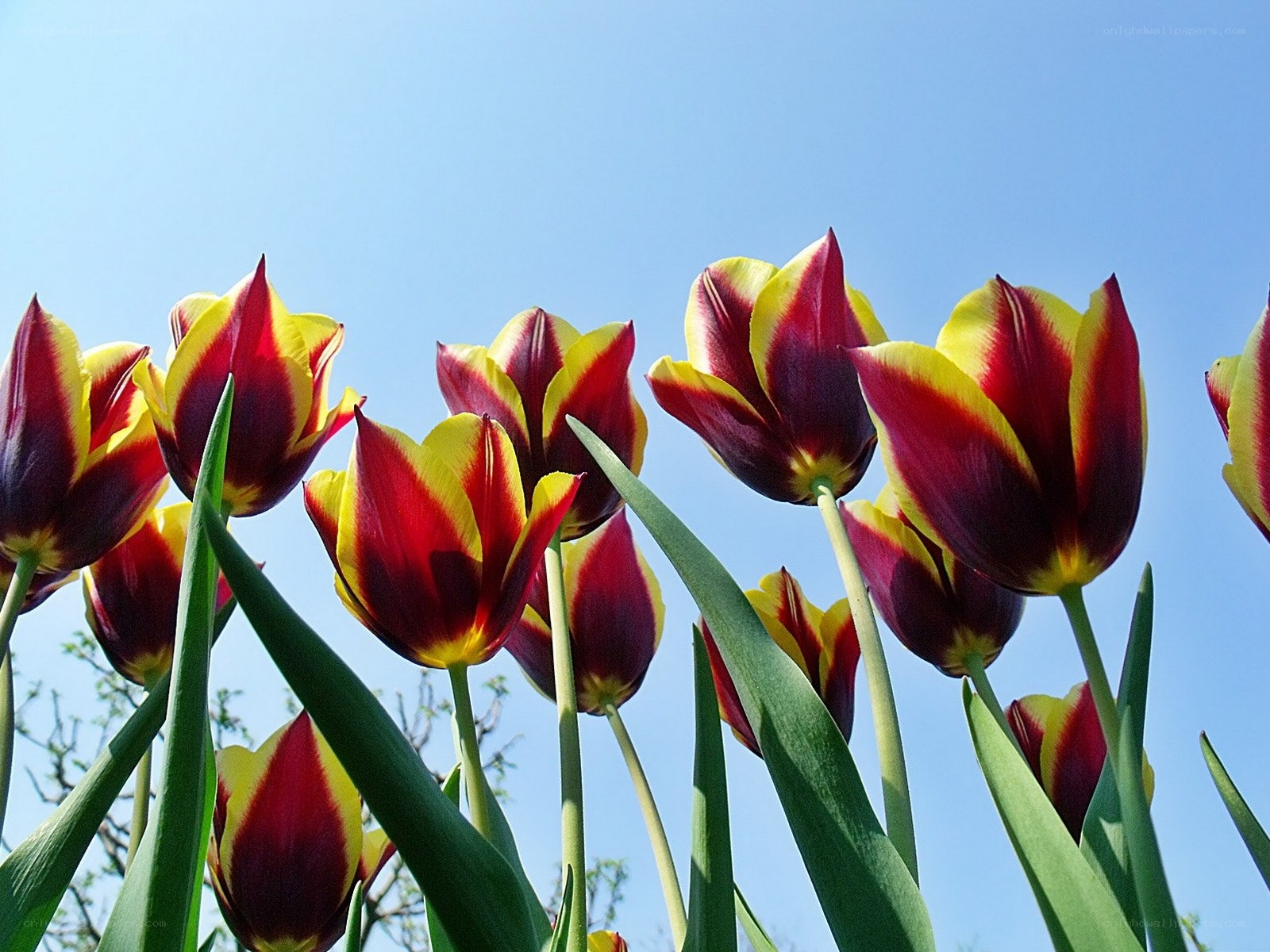 Red and yellow tulips against blue sky