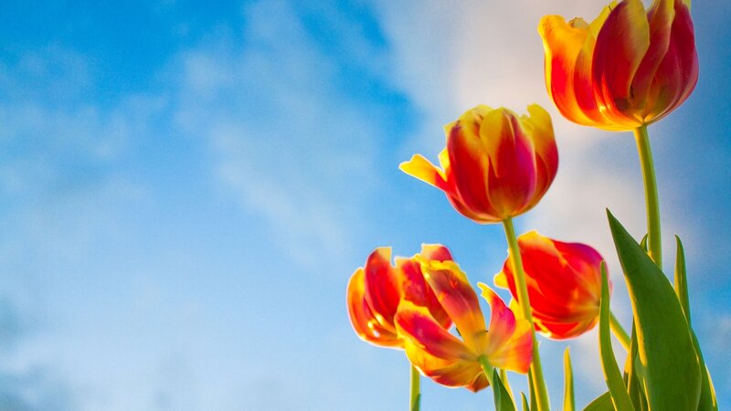 Red and Yellow Tulips — Blue, Serene