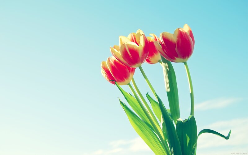 Red and Yellow Tulips — Blue