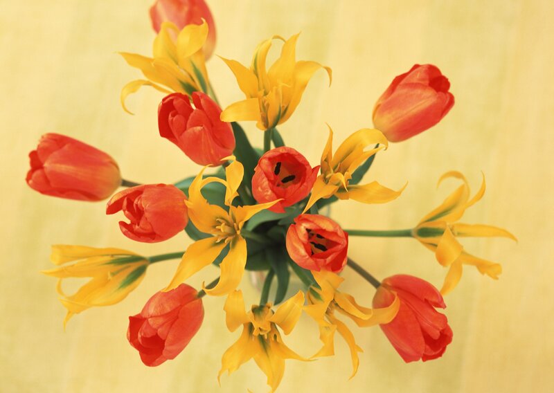 Red and yellow tulips bouquet