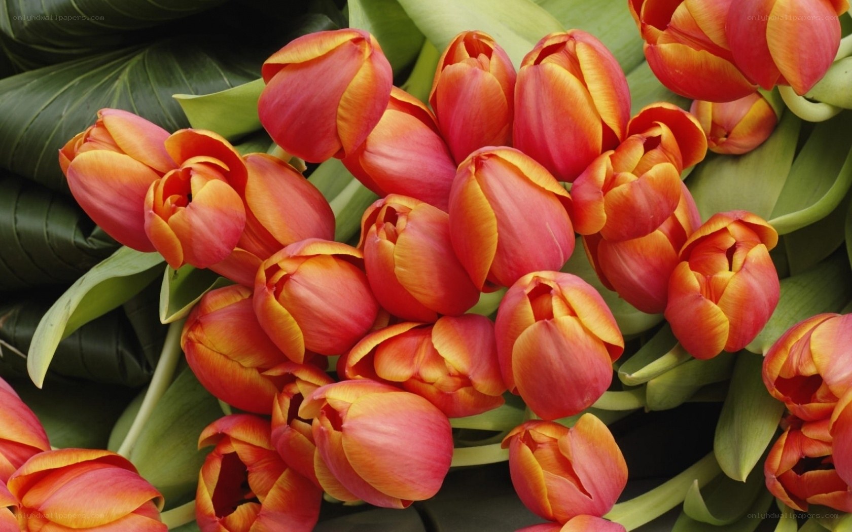 Red and yellow tulips bouquet