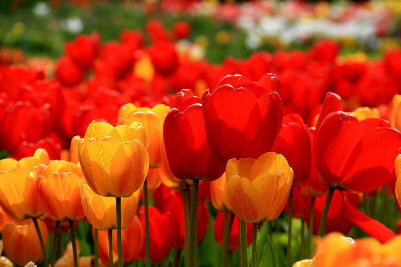 Red and Yellow Tulips — Bright, Afternoon, Photograph, Flowers