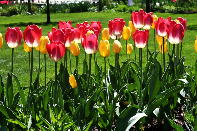 Red and Yellow Tulips — Bright, Afternoon, Photograph, Green Grass