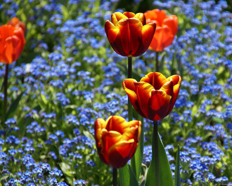 Red and Yellow Tulips — Bright, Afternoon