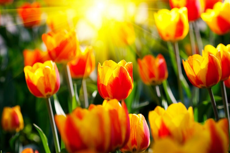 Red and Yellow Tulips — Bright, Morning