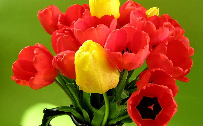 Red and Yellow Tulips — Bright, Photograph