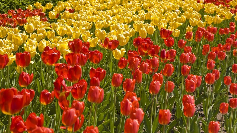 Red and Yellow Tulips — Bright, Spring, Photograph, Field