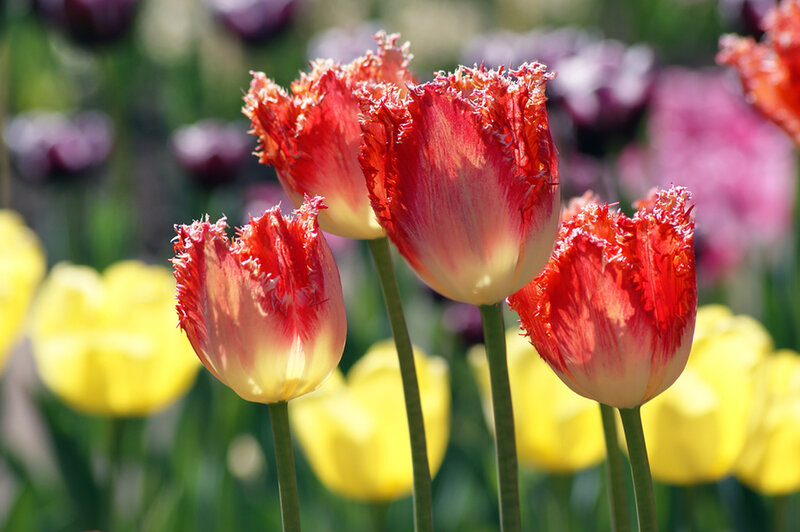 Red and Yellow Tulips — Bright, Spring, Photograph, Flowers, Green Stems