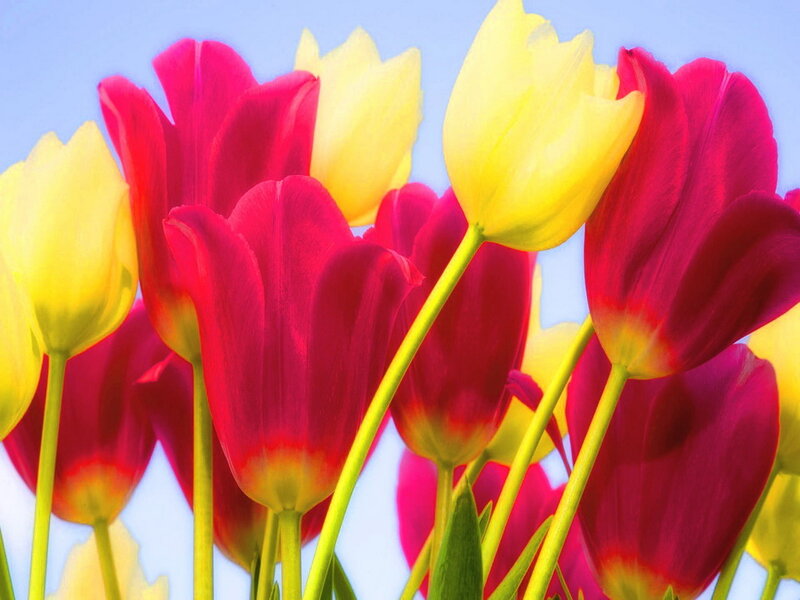 Red and Yellow Tulips — Bright, Spring, Photograph, Flowers, Stems