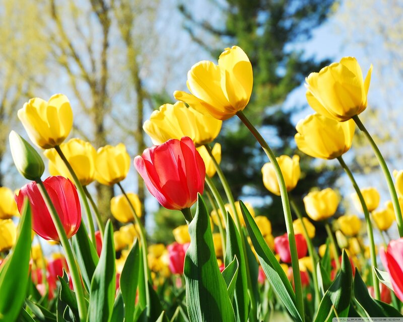 Red and Yellow Tulips — Bright, Spring, Photograph, Flowers