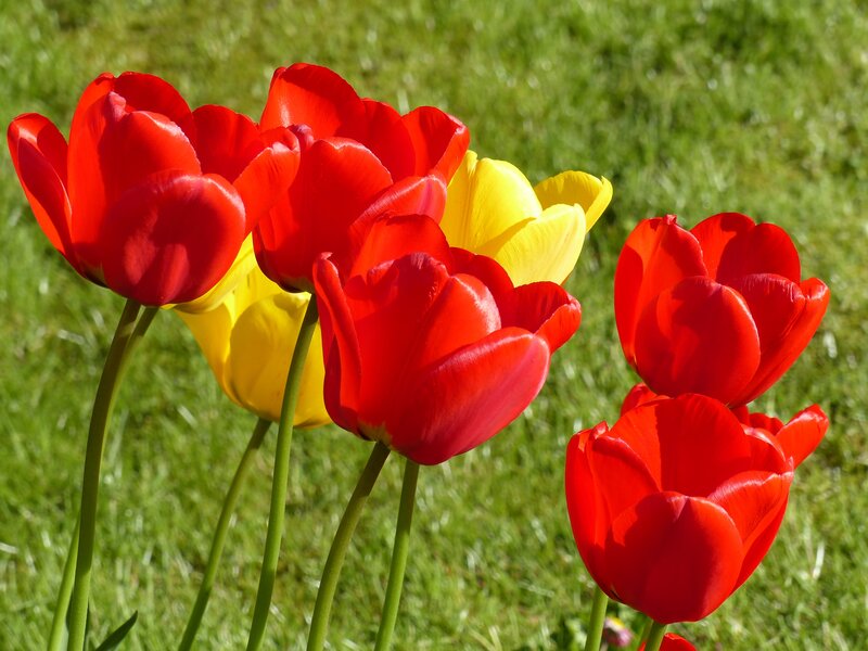 Red and Yellow Tulips — Bright, Spring, Photograph, Grass