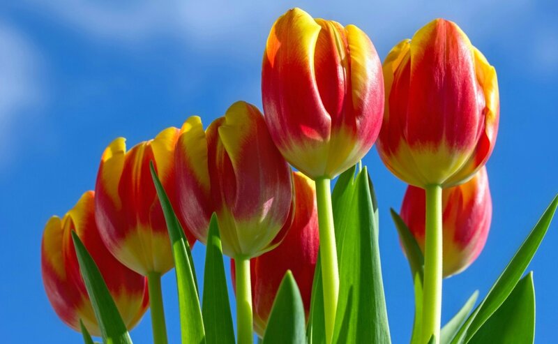 Red and Yellow Tulips — Bright, Spring, Photograph, Green Leaves, Blue Sky