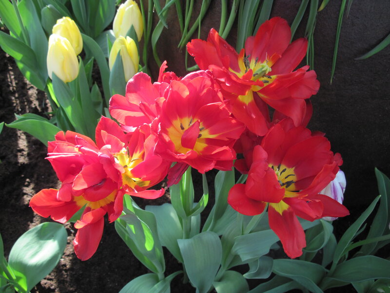 Red and Yellow Tulips — Bright, Spring, Photograph, Green Leaves, Soil
