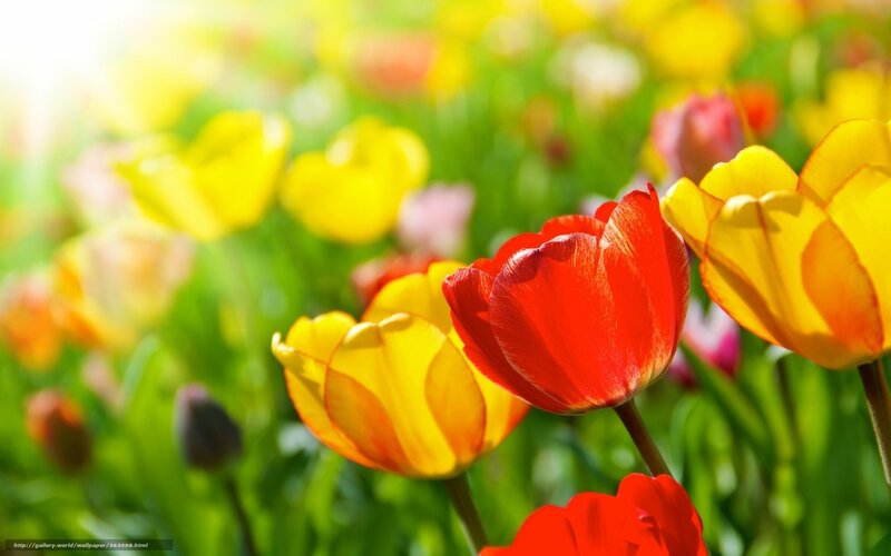 Red and Yellow Tulips — Bright, Spring, Photograph, Green Leaves, Sunlight, Buds