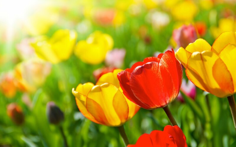 Red and Yellow Tulips — Bright, Spring, Photograph, Green Leaves, Sunlight