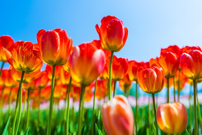 Red and Yellow Tulips — Bright, Spring, Photograph, Green Stems