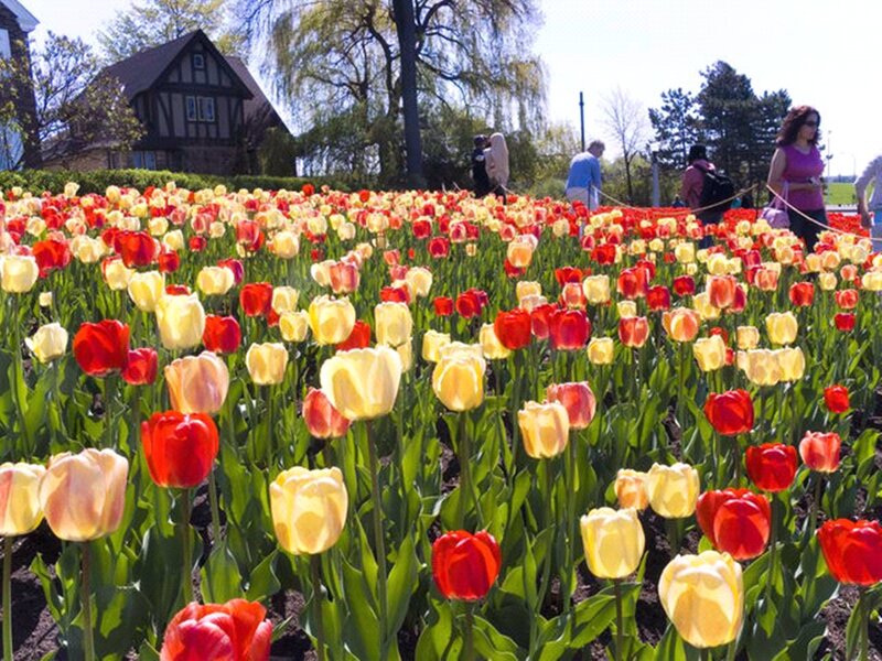 Red and Yellow Tulips — Bright, Spring, Photograph, People