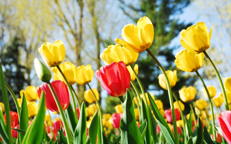 Red and Yellow Tulips — Bright, Spring, Photograph