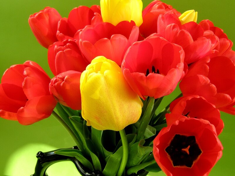 Red and Yellow Tulips — Bright, Spring, Photograph, Vase