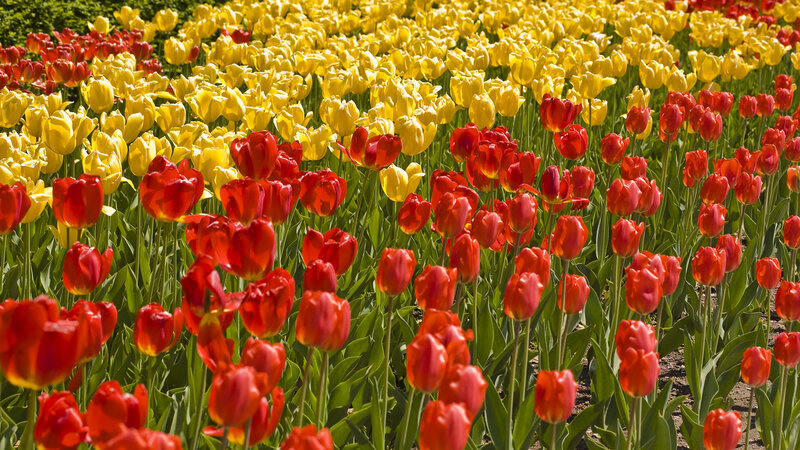Red and Yellow Tulips — Bright, Spring