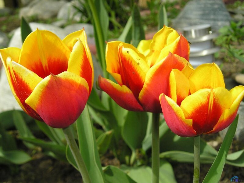 Red and Yellow Tulips — Calm, Afternoon