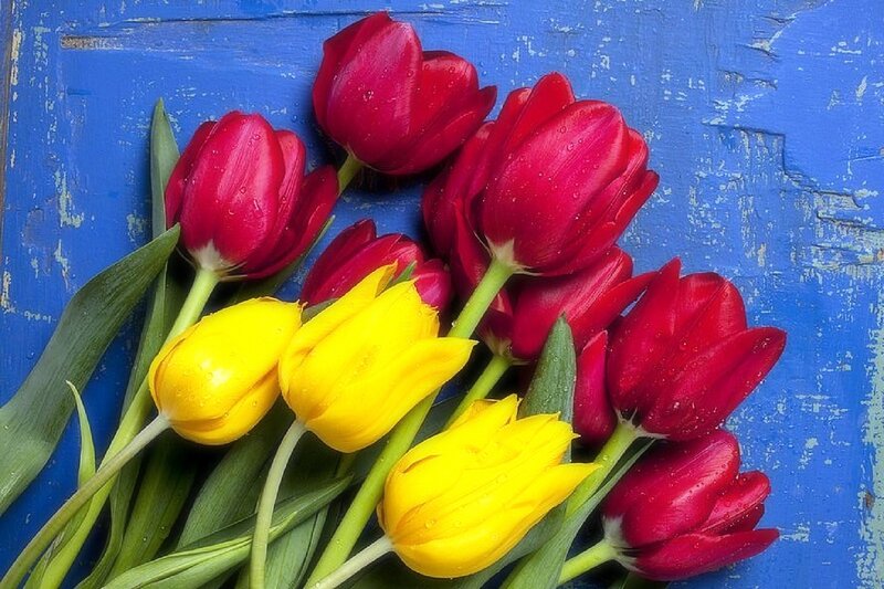 Red and Yellow Tulips — Calm, Photograph, Flowers, Leaves