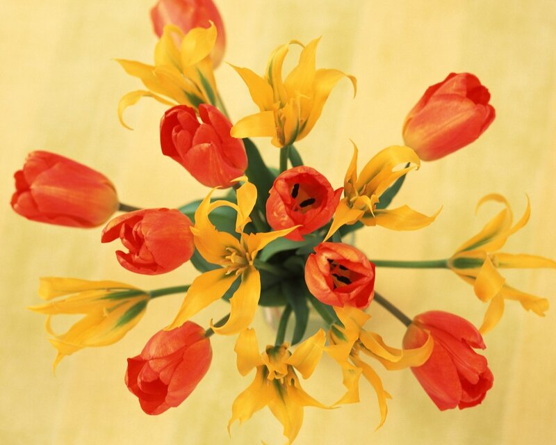 Red and Yellow Tulips — Calm, Photograph, Flowers, Vase