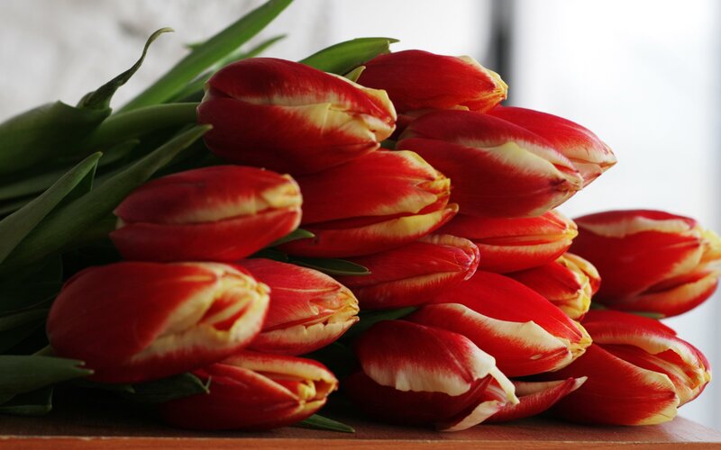 Red and Yellow Tulips — Calm, Photograph, Green Leaves