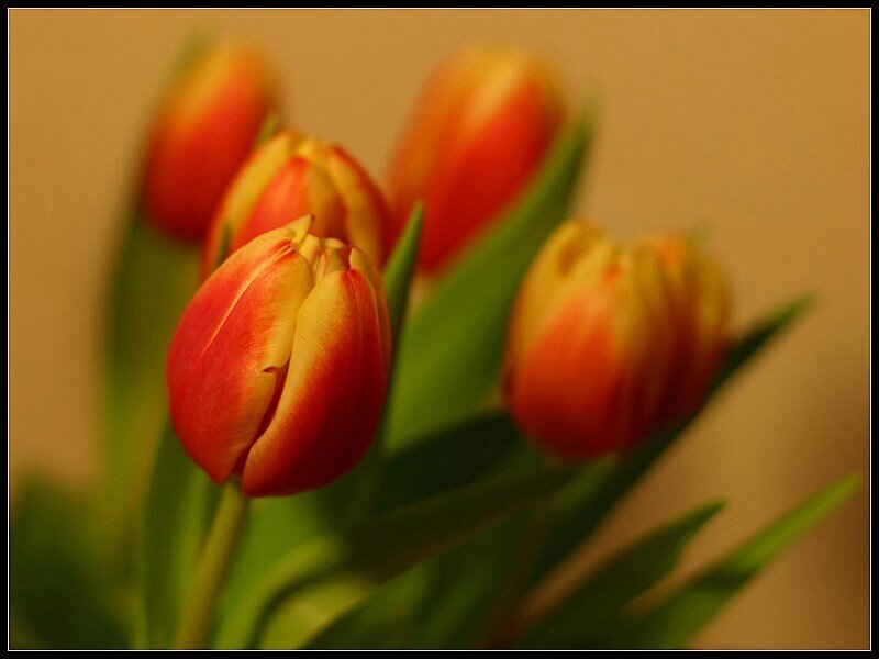Red and Yellow Tulips — Calm, Photograph