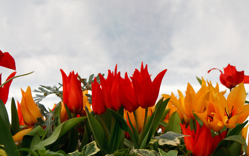 Red and Yellow Tulips — Calm, Spring, Photograph, Flowers, Leaves, Sky