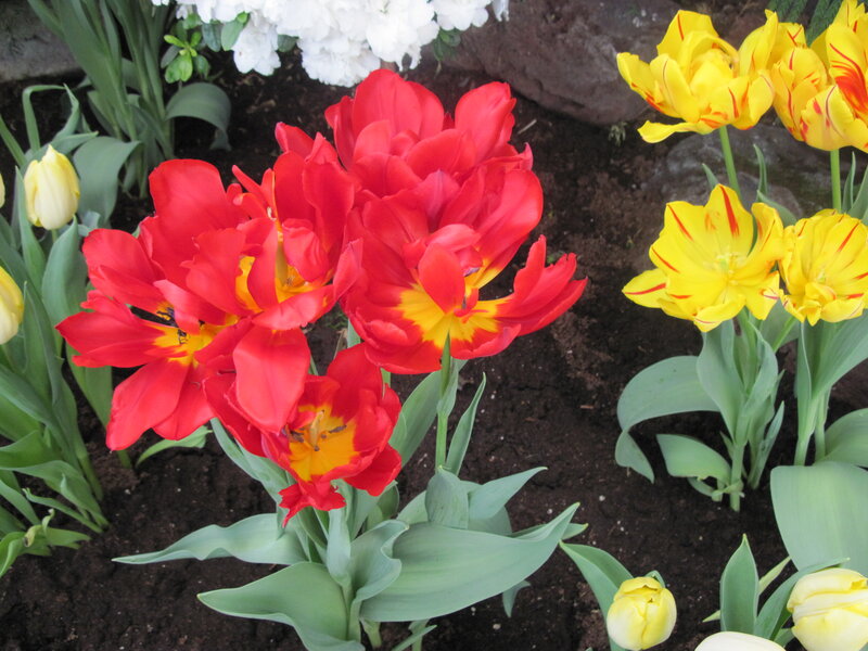Red and Yellow Tulips — Calm, Spring, Photograph, Flowers
