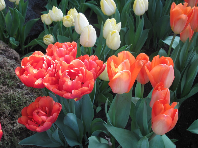 Red and Yellow Tulips — Calm, Spring, Photograph, Green Leaves, Moss