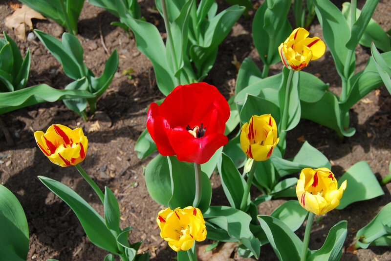 Red and Yellow Tulips — Calm, Spring, Photograph, Green Leaves