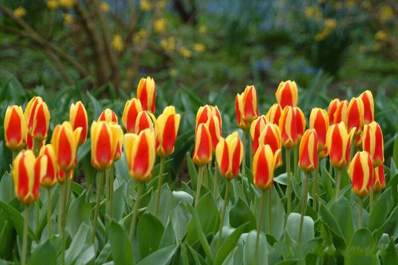 Red and Yellow Tulips — Calm, Spring, Photograph
